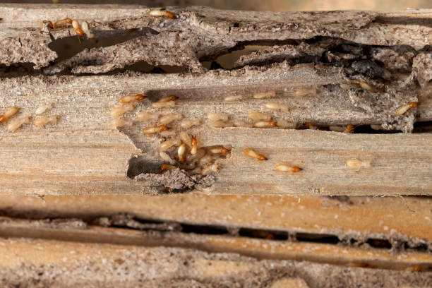 Best Commercial Pest Control Services  in Red Oaks Mill, NY